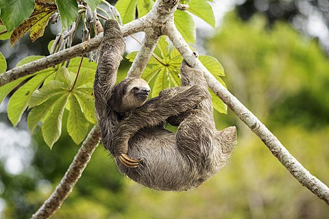 Pale-throated sloth