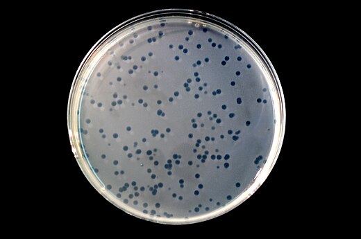 Een cultuur van bacteriële cellen waarin plaques zijn ontstaan: 'gaatjes van opgegeten bacteriën' in het verder egale celtapijt.