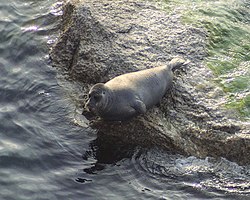 Baikāla ronis (Pusa sibirica)