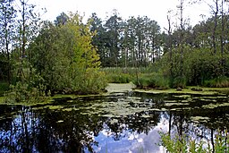 En sjö i Sjatsks nationalpark.