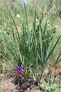 <i>Iris pontica</i> Species of flowering plant