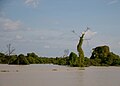 Растительность на озере Тонлесап, Камбоджа.jpg