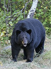 American black bear (Ursus americanus) near Riding Mountain Park, Manitoba, Canada