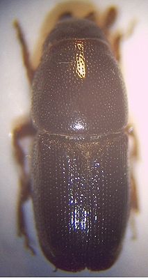 Small elm splint beetle (Scolytus multistriatus), female, enlarged 40 times.