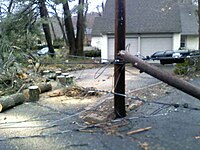 A fallen tree from where Coti reported.