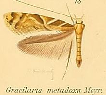 18-Caloptilia metadoxa (Meyrick, 1908) (Gracilaria).JPG