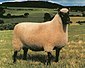 1980 UK Ram of the Year (Clun Forest breed).jpg