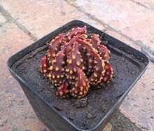 A small specimen of Tulista pumila in cultivation, South Africa 1 Haworthia maxima in cultivation - South Africa.jpg