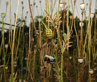 Argiope frelon.