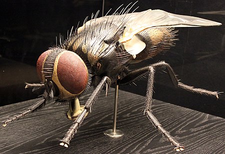 2013 Naturkundemuseum Berlin musca domestica anagoria.JPG