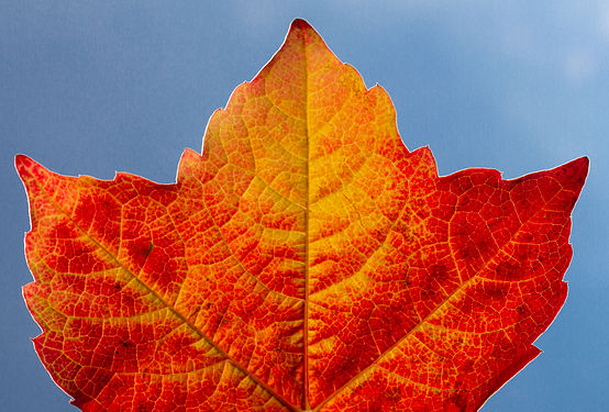 Against-light shot of a leaf of wild grapevine (Vitis vinifera subsp. sylvestris) with autumn colors.