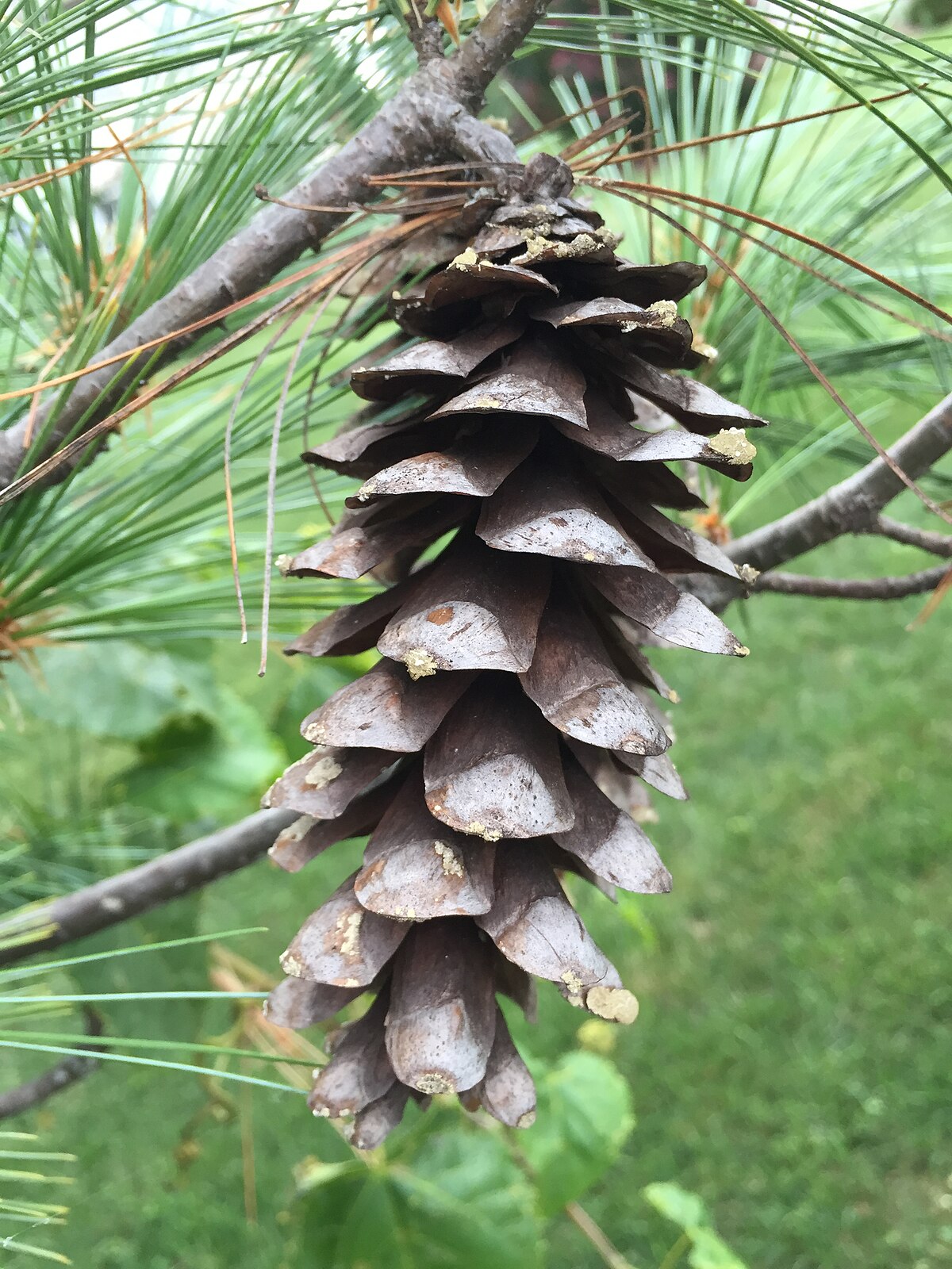 white pine cone