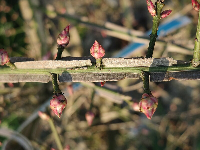 File:20150320Euonymus alatus4.jpg