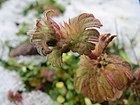 20160223Lamium amplexicaule1.jpg