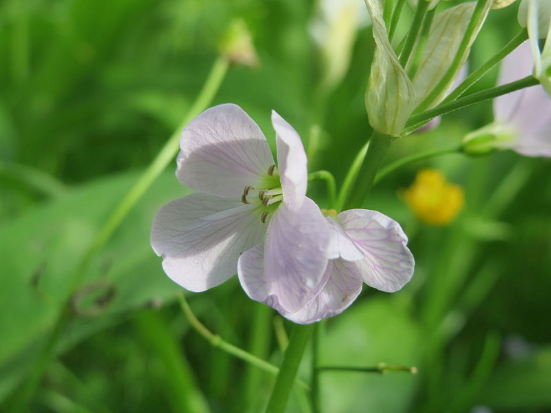 File:20160422Cardamine pratensis1.jpg