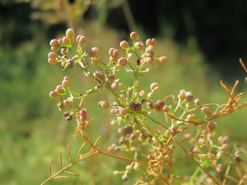 File:20160720Galium mollugo3.jpg