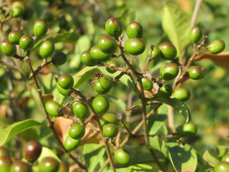 File:20160906Ligustrum vulgare2.jpg