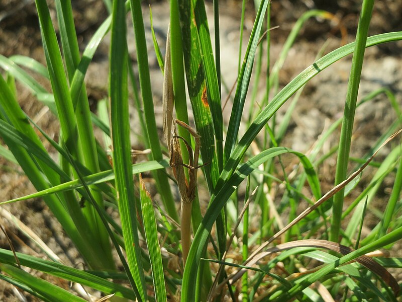 File:20160907Allium angulosum10.jpg