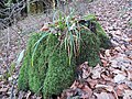 * Nomination Tree stump with moss at Grüntalkogel. --GT1976 10:34, 26 January 2018 (UTC) * Decline Too unsharp in the background, and the color seems a little too cool --Daniel Case 06:06, 1 February 2018 (UTC)