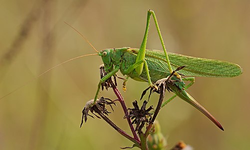 Great green bush-cricket - Tettigonia viridissima, female