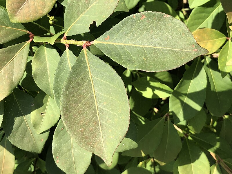 File:2020-07-04 16 28 17 Leaves in mid-summer on a Dwarf Burning Bush along Tranquility Court in the Franklin Farm section of Oak Hill, Fairfax County, Virginia.jpg