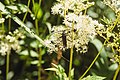 * Nomination: A Musk beetle on a flower in the nature reserve Naturschutzgebiet Vogelfreistätte südlich der Fischteiche der Mittleren Isar --FlocciNivis 17:58, 8 May 2023 (UTC) * * Review needed