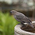 * Nomination Female Brown Headed Cowbird, Glastonbury CT USA --Pdanese 02:11, 02 April 2024 (UTC) * Promotion  Support Good quality. --Rjcastillo 02:40, 2 April 2024 (UTC)