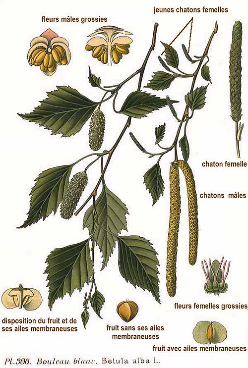 Береза повислая строение. Береза повислая плод. Береза повислая Ботаническая иллюстрация. Береза повислая цветки. Береза повислая ботаника.
