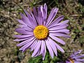 Aster alpinus on Gornergrat, Zermatt, CH