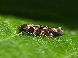 <i>Mompha terminella</i> Species of moth