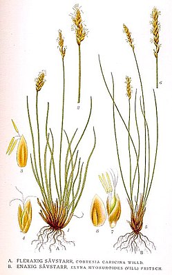 A. cobresia simple, B. cobresia cola de raton