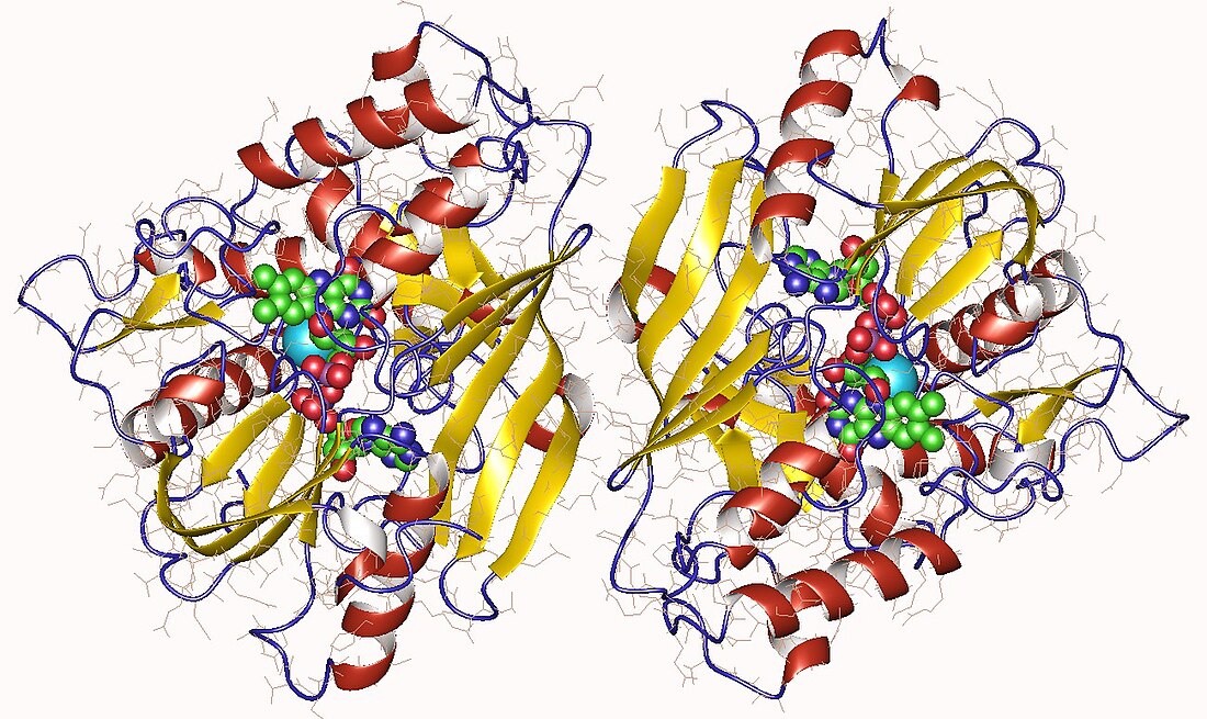 UDP-N-acetylmuramate dehydrogenase