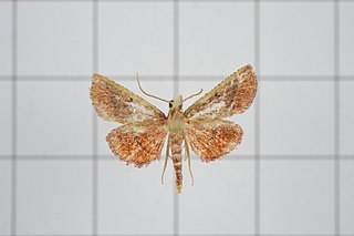 <i>Lixa productalis</i> Species of moth