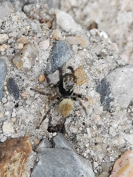 File:A Single Spider come across when hiking for meeting Commons -Photo challenge.jpg