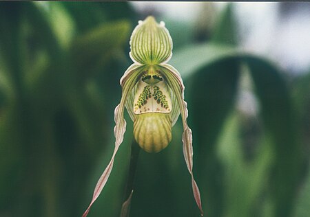 Tập_tin:A_and_B_Larsen_orchids_-_Phragmipedium_pearcei_462-19.jpg