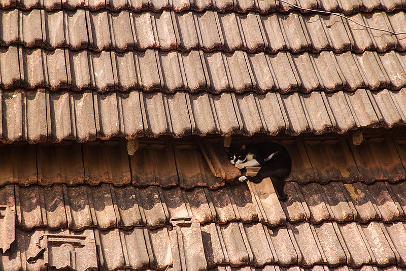 File:A feral cat sleeping on a roof in Arambol.jpg