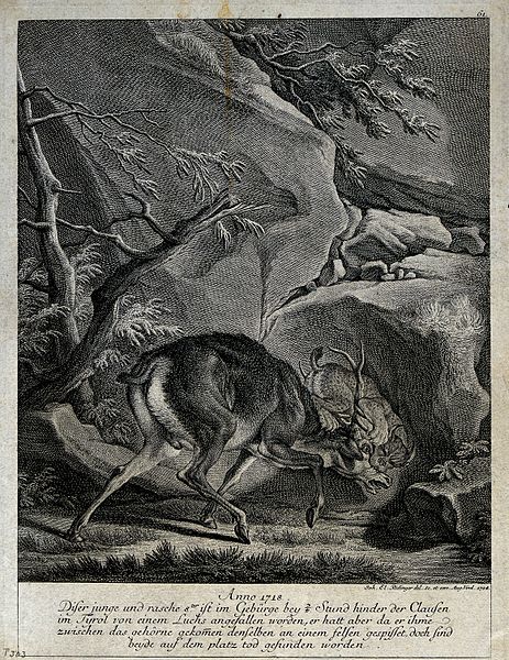 File:A fight between a young stag and a lynx in which both die. E Wellcome V0020995.jpg