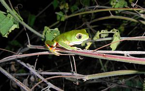 A perereca Verde (Agalychnis granulosa) ou (Phyllomedusa nordestina).jpg