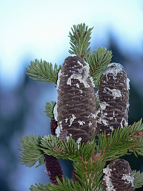 Abies lasiocarpa 28151.JPG