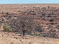 Acacia sibirica Vaughan Johnson Lookout Diamantina Developmental Rd Diamantina Shire Queensland P1070018.jpg