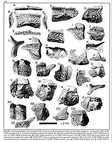 Paramedian (A-H) and Lateral (I-EE) scutes of Acaenasuchus including UMCP 139588 Acaenasuchus scutes.jpg