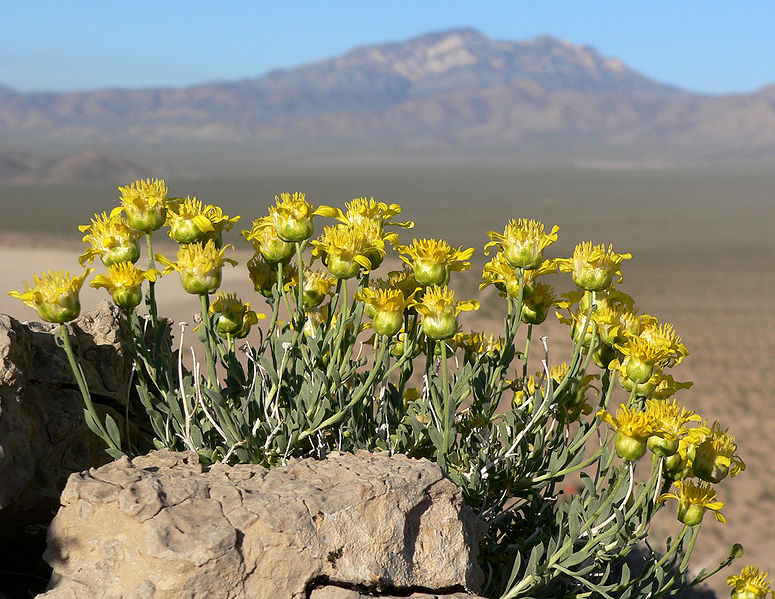 File:Acamptopappus shockleyi 7.jpg