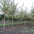 Acer platanoides 'Drummondii' nursery stock.jpg