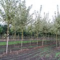 Acer platanoides 'Drummondii'