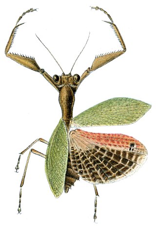 <i>Acontista</i> Genus of praying mantises