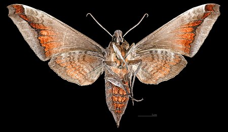 Tập_tin:Acosmeryx_naga_hissarica_MHNT_CUT_2010_0_414_Afghanistan,_female_ventral.jpg