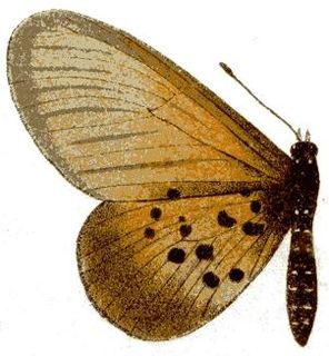 <i>Acraea eugenia</i> Species of butterfly