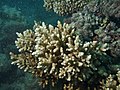 Miniatura para Acropora verweyi