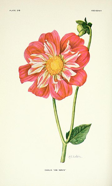 File:Addisonia - colored illustrations and popular descriptions of plants (1916-(1964)) (16771637141).jpg