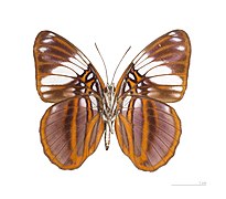 Museum specimen ♂ △ - Ventral side